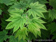 - Acer japonicum 'Taki no gawa' Full Moon Japanese Maple - Mr Maple │ Buy Japanese Maple Trees