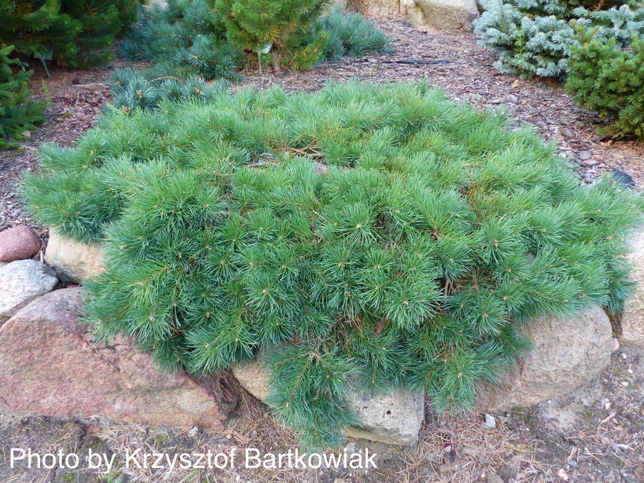 Pinus sylvestris 'Hillside Creeper' Dwarf Scots Pine