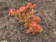 - Acer palmatum 'Mystic Mikawa' Miniature Japanese Maple - Mr Maple │ Buy Japanese Maple Trees