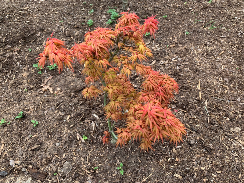 - Acer palmatum 'Mystic Mikawa' Miniature Japanese Maple - Mr Maple │ Buy Japanese Maple Trees