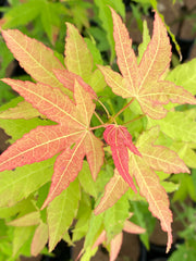 - Acer oliverianum 'Hot Blonde' Golden Japanese Maple - Mr Maple │ Buy Japanese Maple Trees