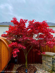- Acer palmatum 'Osakazuki' Japanese Maple - Mr Maple │ Buy Japanese Maple Trees