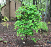 - Acer japonicum ‘Rising Sun’ Japanese Maple - Mr Maple │ Buy Japanese Maple Trees