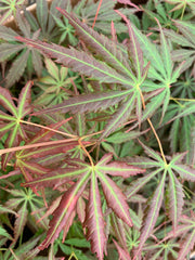 - Acer shirasawanum 'Bronze Age' Bronze Full Moon Japanese Maple - Mr Maple │ Buy Japanese Maple Trees