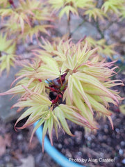 - Acer palmatum 'Mayday' Rare Dwarf Japanese Maple - Mr Maple │ Buy Japanese Maple Trees