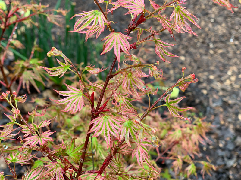 - Acer palmatum 'Ikandi' Japanese Maple - Mr Maple │ Buy Japanese Maple Trees