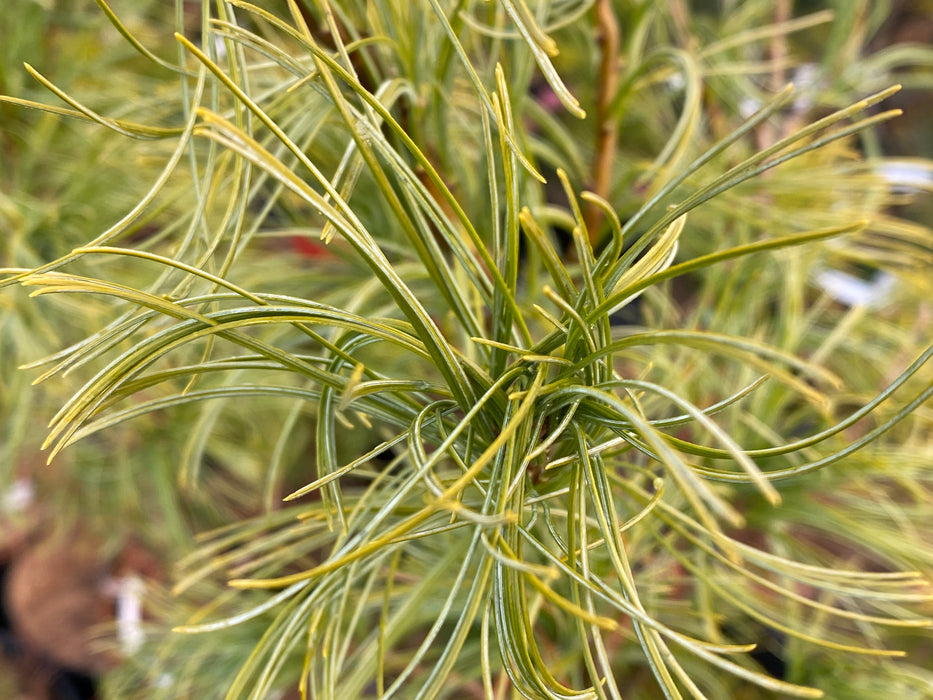 Pinus strobus 'Torulosa' Curly White Pine