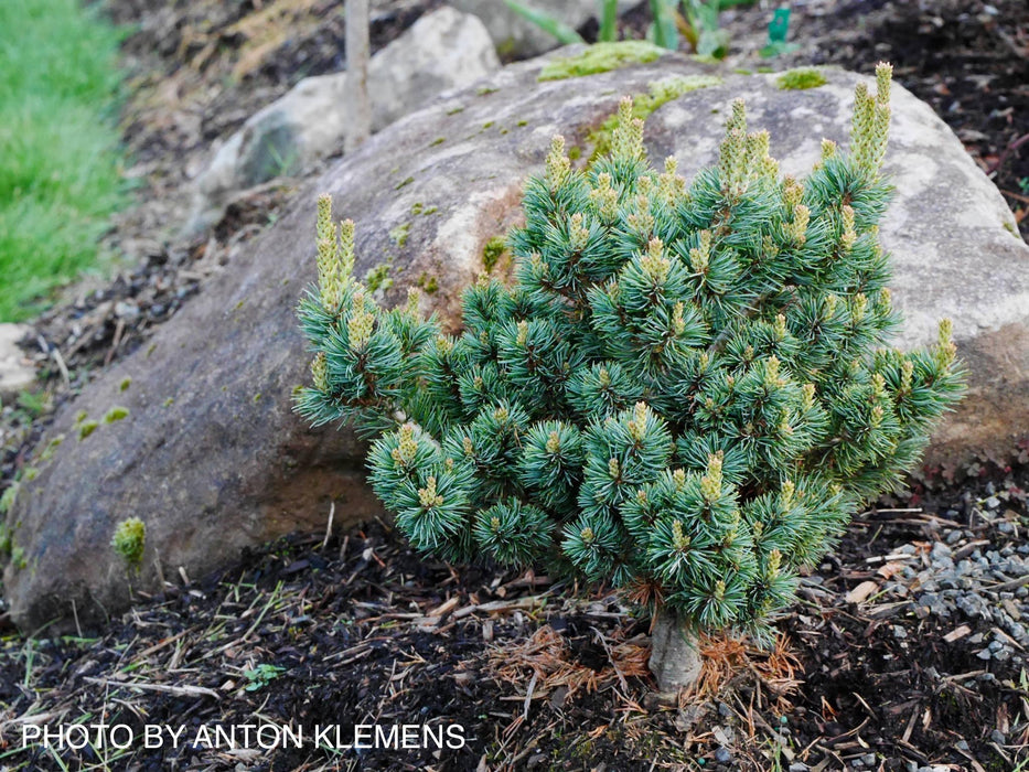Pinus parviflora 'Miyoi' Dwarf Japanese White Pine