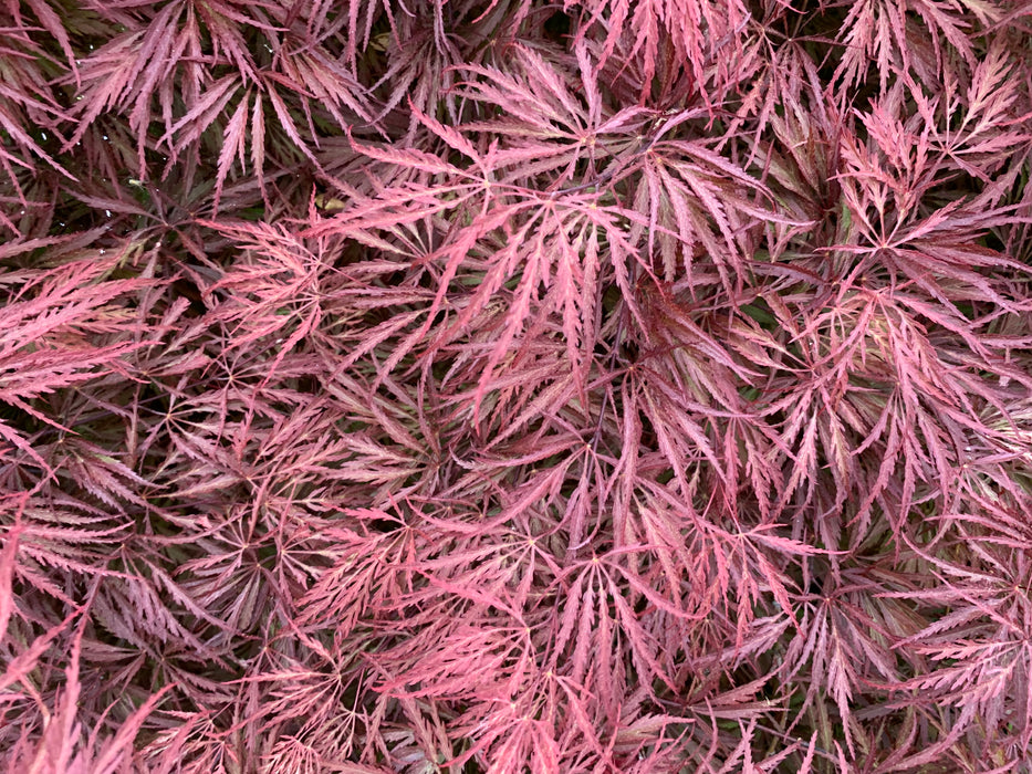 Acer palmatum 'Dark Straw' Japanese Maple