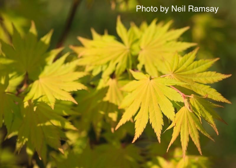 - Acer shirasawanum 'Jordan' Golden Full Moon Japanese Maple - Mr Maple │ Buy Japanese Maple Trees