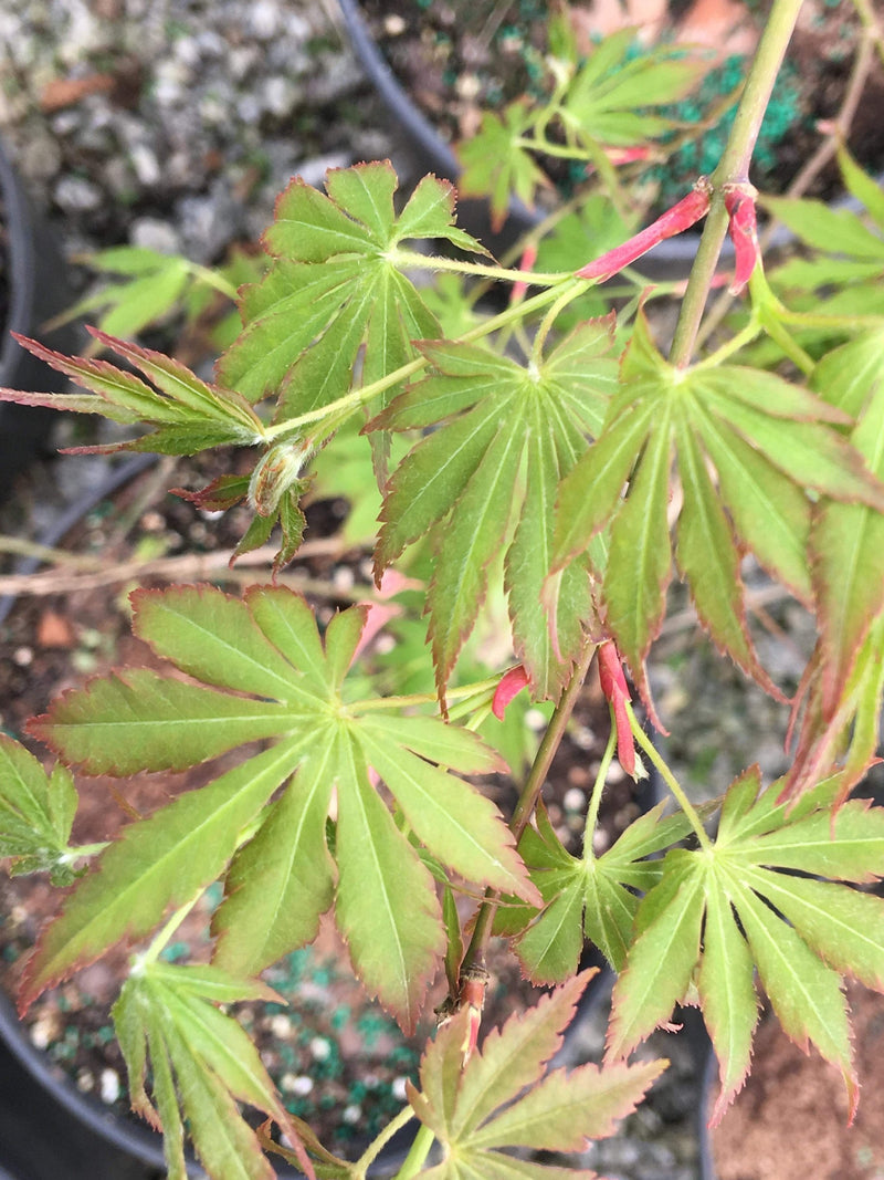 - Acer palmatum 'Fountain of Youth' Japanese Maple - Mr Maple │ Buy Japanese Maple Trees