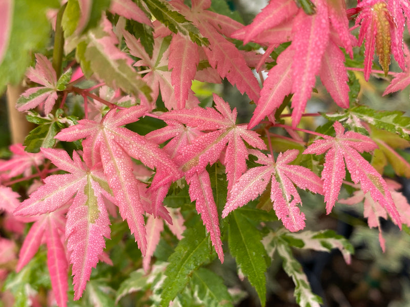 - Acer palmatum 'Ilarian' Japanese Maple - Mr Maple │ Buy Japanese Maple Trees