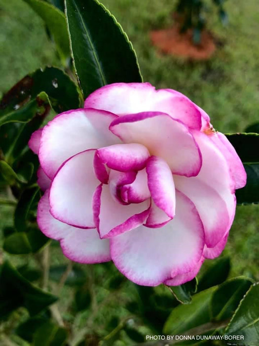 Camellia sansanqua 'Moonshadow' Pink Flowering Camellia