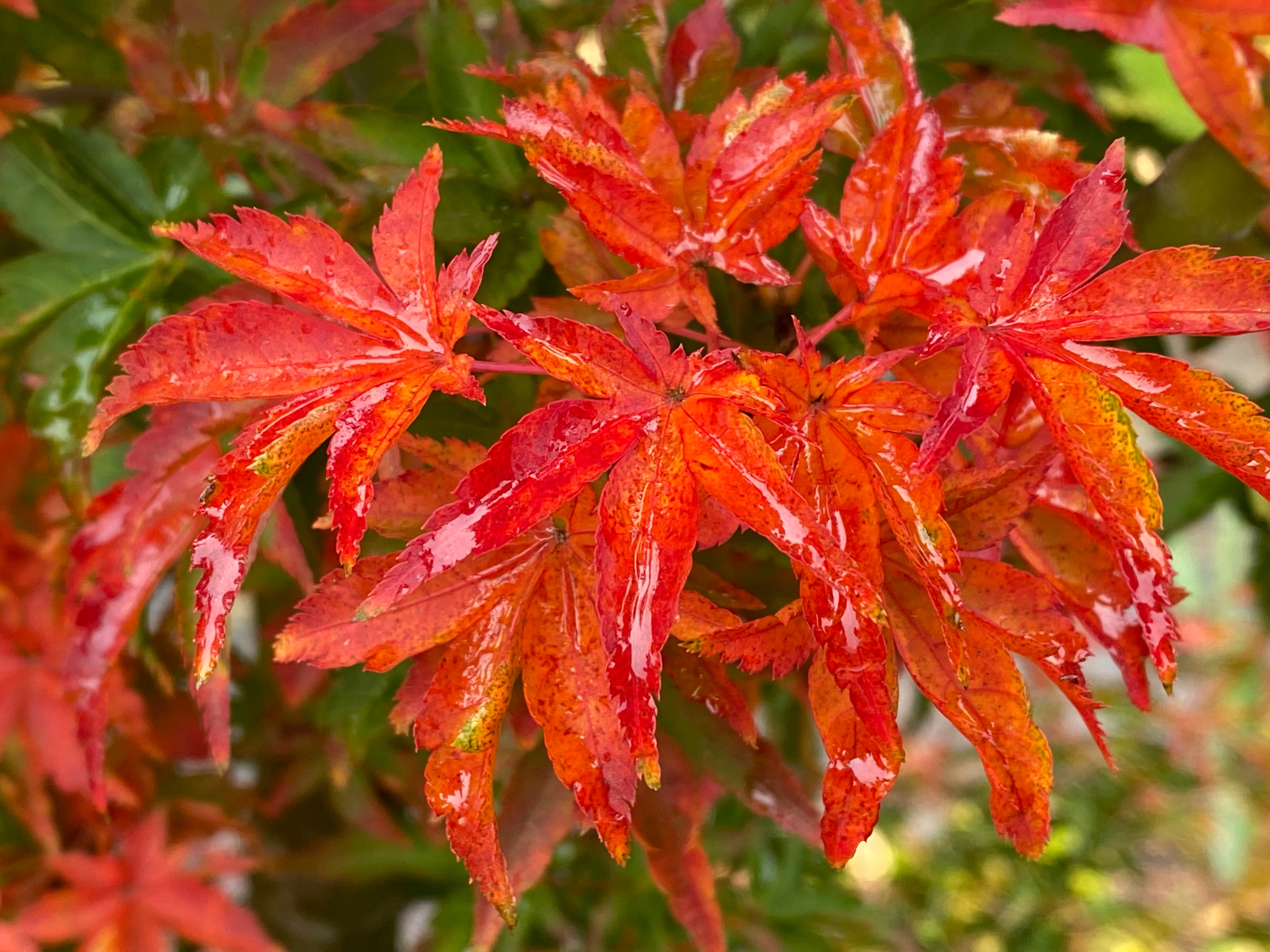 Mr Maple Acer palmatum Shishigashira Japanese Maple - Thumbnail 4