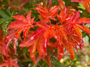 - Acer palmatum 'Shishigashira' Lion's Head Japanese Maple - Mr Maple │ Buy Japanese Maple Trees