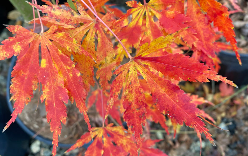 - Acer palmatum 'Fountain of Youth' Japanese Maple - Mr Maple │ Buy Japanese Maple Trees