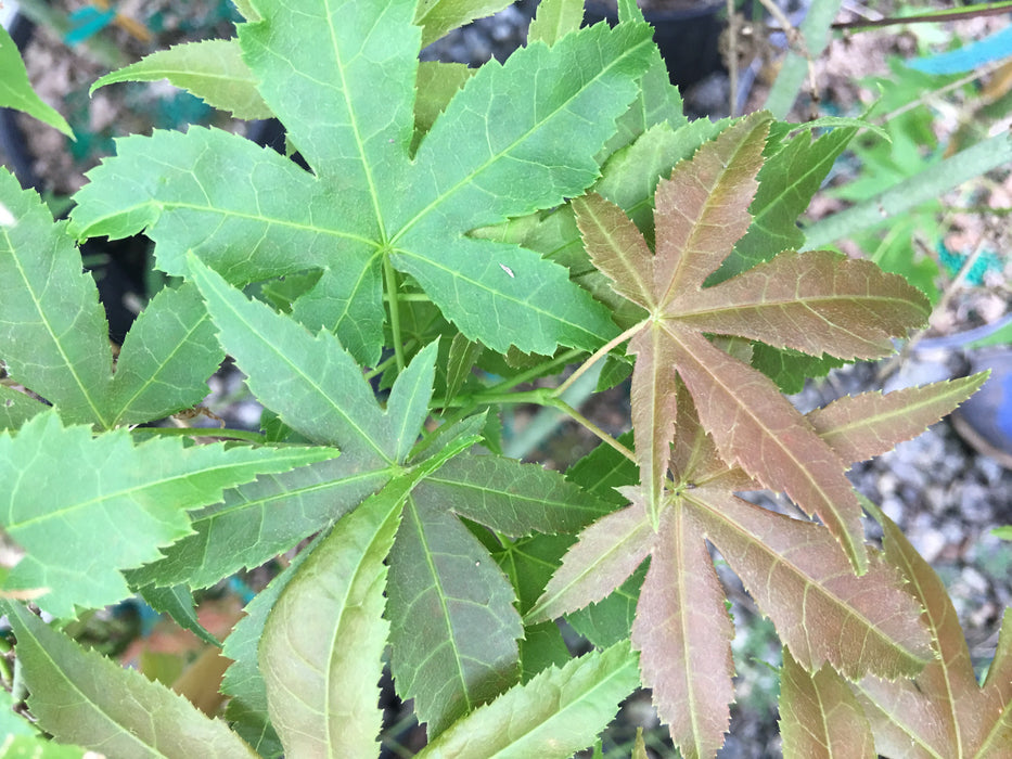 Acer palmatum 'Shigure zome' Japanese maple