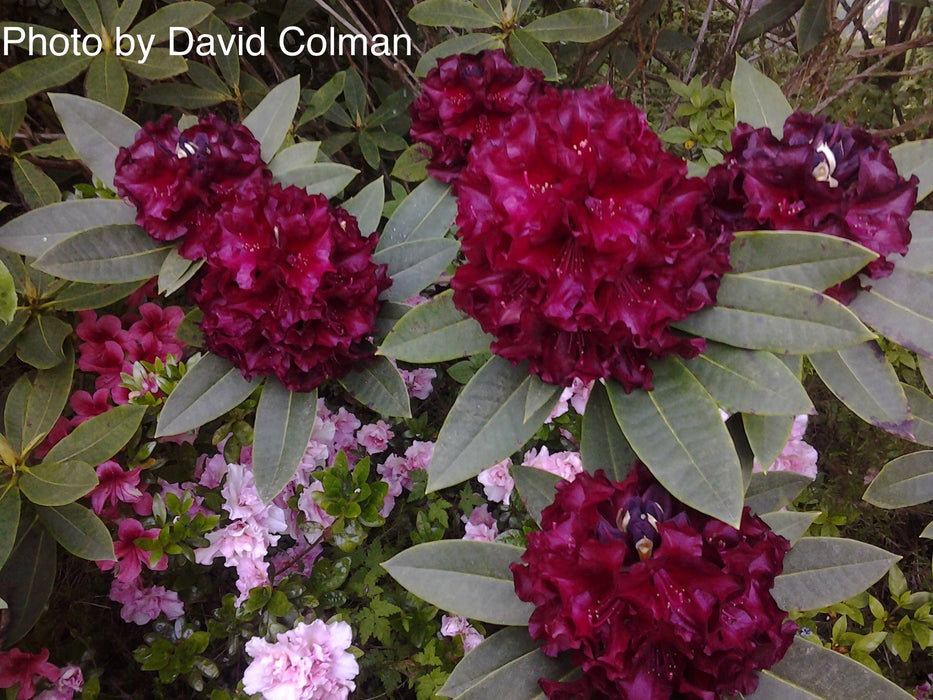Rhododendron 'Black Magic' Deep Red Blooms