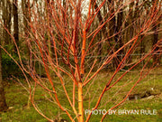 - Acer palmatum 'Sango kaku' Coral Bark Japanese Maple - Mr Maple │ Buy Japanese Maple Trees