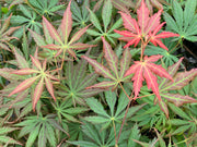 - Acer shirasawanum 'Bronze Age' Bronze Full Moon Japanese Maple - Mr Maple │ Buy Japanese Maple Trees