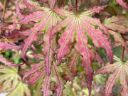 - Acer palmatum 'Firefly' Japanese Maple - Mr Maple │ Buy Japanese Maple Trees