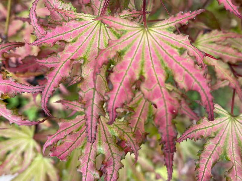 - Acer palmatum 'Firefly' Japanese Maple - Mr Maple │ Buy Japanese Maple Trees