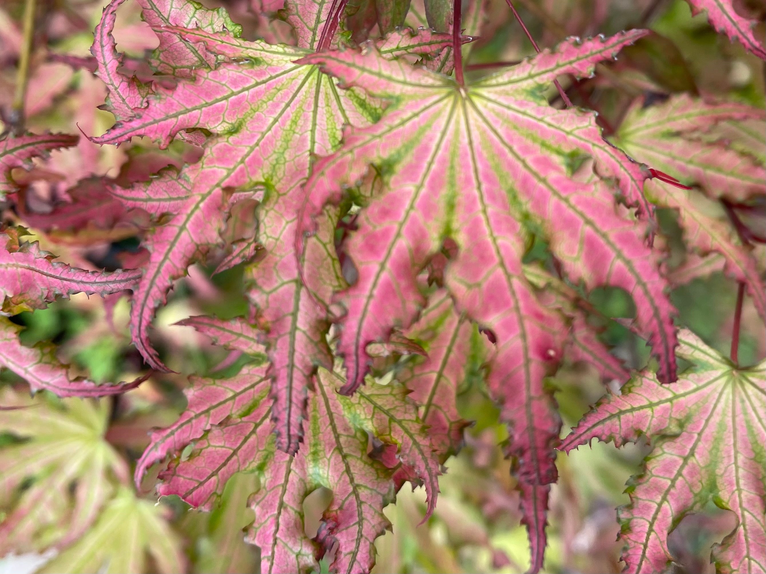Buy Acer palmatum 'Firefly' Japanese Maple — Mr Maple │ Buy Japanese ...