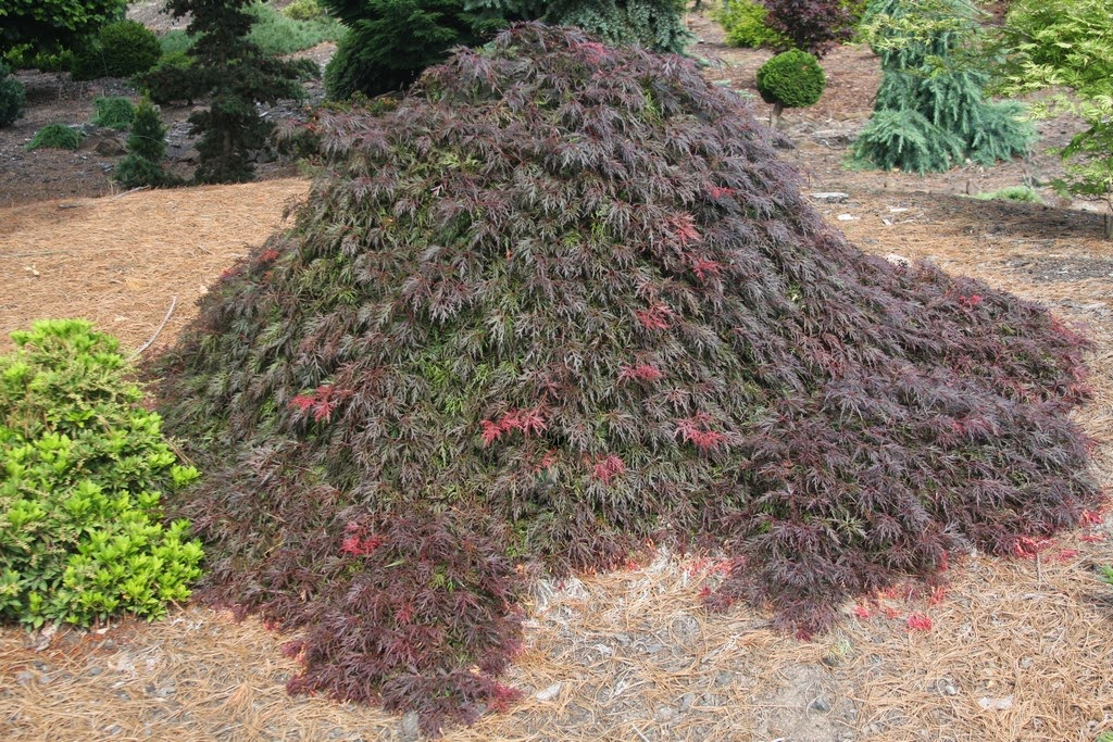 FOR PICKUP ONLY | Acer palmatum 'Brocade' Japanese Maple | DOES NOT SHIP