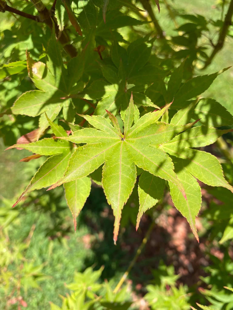- Acer palmatum 'Osakazuki' Japanese Maple - Mr Maple │ Buy Japanese Maple Trees