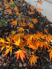 - Acer shirasawanum 'Royalty' Red Full Moon Japanese Maple - Mr Maple │ Buy Japanese Maple Trees