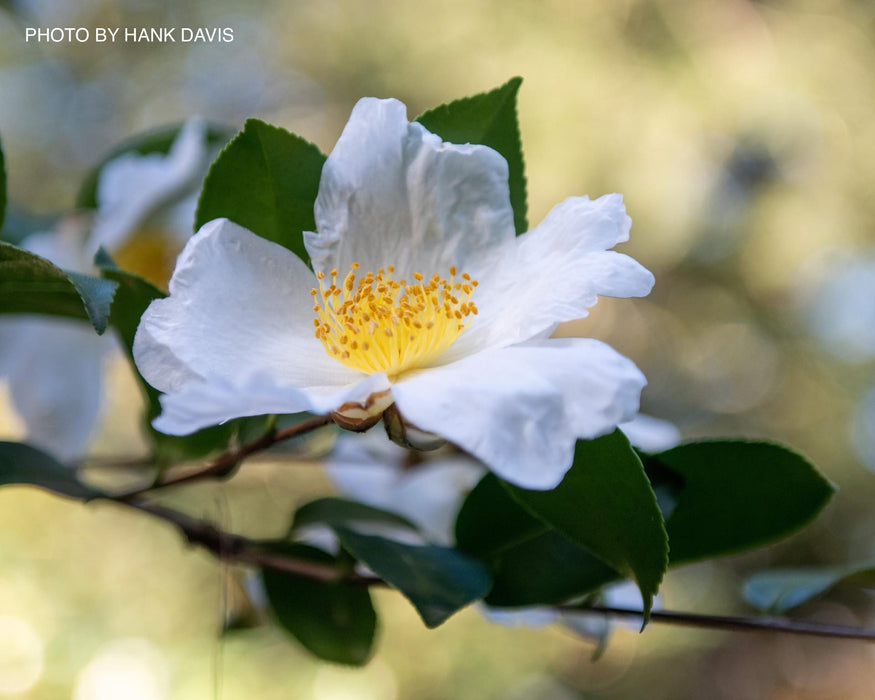 Camellia sasanqua 'Northern Exposure' White Flowering Camellia