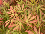 - Acer shirasawanum 'Bronze Age' Bronze Full Moon Japanese Maple - Mr Maple │ Buy Japanese Maple Trees
