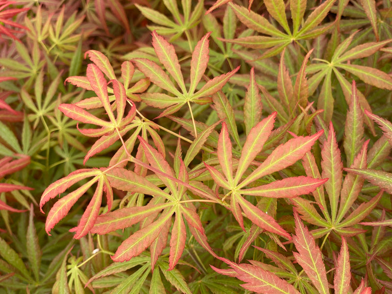 - Acer shirasawanum 'Bronze Age' Bronze Full Moon Japanese Maple - Mr Maple │ Buy Japanese Maple Trees