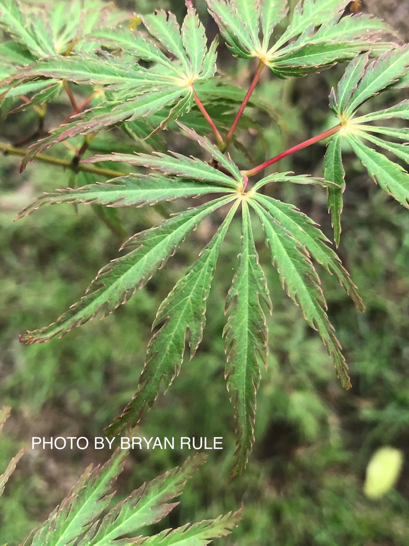 - Acer palmatum 'Jeddeloh Orange' Weeping Japanese Maple - Mr Maple │ Buy Japanese Maple Trees