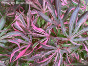 - Acer palmatum 'Lileeanne's Jewel' Japanese Maple - Mr Maple │ Buy Japanese Maple Trees
