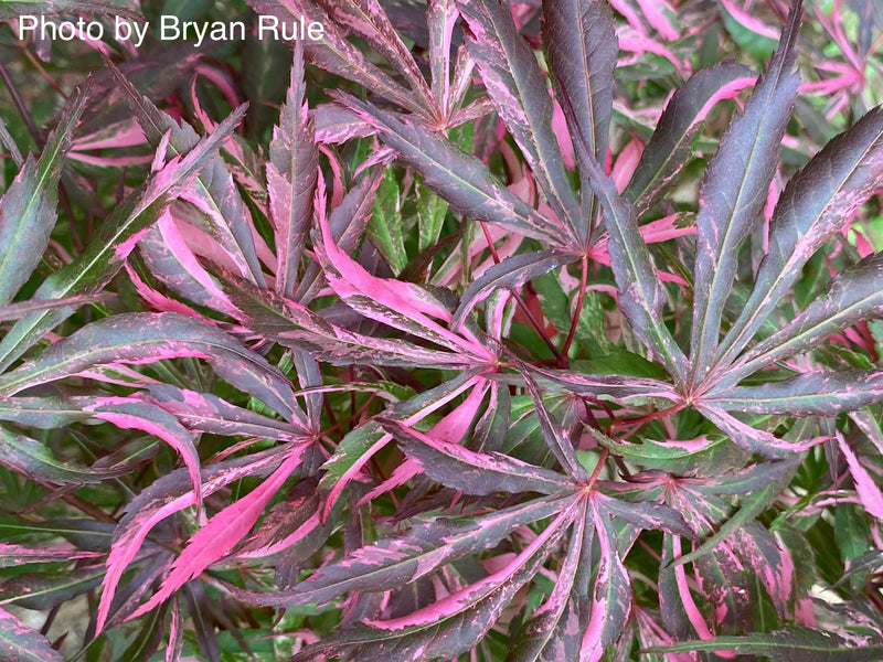 - Acer palmatum 'Lileeanne's Jewel' Japanese Maple - Mr Maple │ Buy Japanese Maple Trees