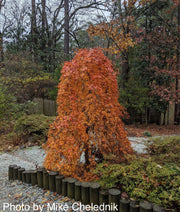 - Acer palmatum 'Ryusen' Japanese Maple - Mr Maple │ Buy Japanese Maple Trees