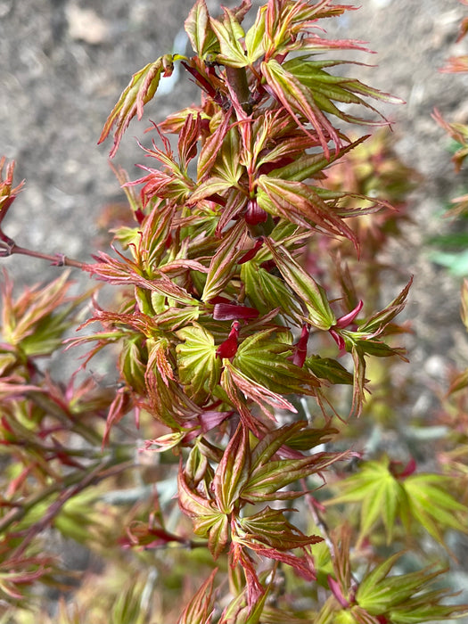 Acer palmatum 'Koi' Dwarf Japanese Maple
