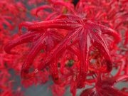 - Acer palmatum 'Peve Starfish' Japanese Maple - Mr Maple │ Buy Japanese Maple Trees