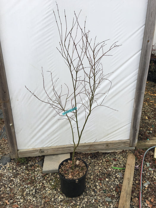 Acer palmatum 'Chokei ji' Japanese Maple