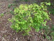 - Acer palmatum 'Fountain of Youth' Japanese Maple - Mr Maple │ Buy Japanese Maple Trees