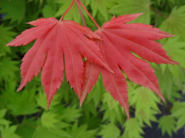 - FOR PICKUP ONLY | Acer shirasawanum Moonrise™ Full Moon Japanese Maple | DOES NOT SHIP - Mr Maple │ Buy Japanese Maple Trees