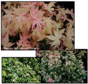 - Acer palmatum 'Ilarian' Japanese Maple - Mr Maple │ Buy Japanese Maple Trees
