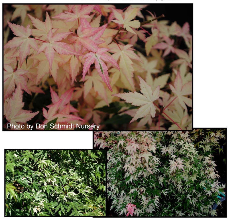 - Acer palmatum 'Ilarian' Japanese Maple - Mr Maple │ Buy Japanese Maple Trees