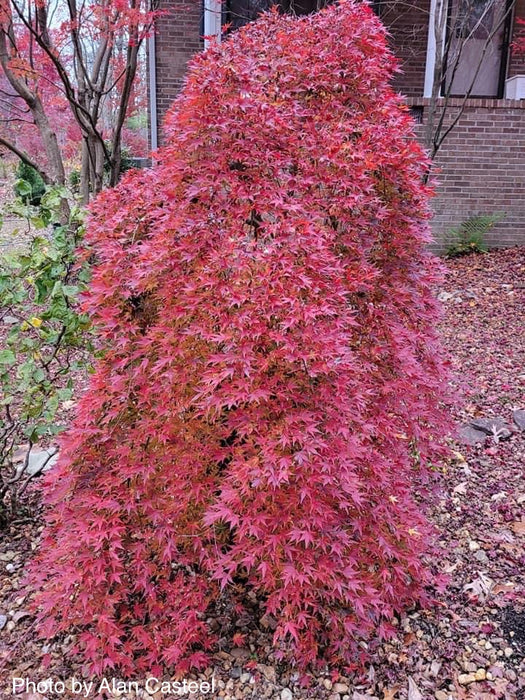 Acer palmatum 'Ryusen' Japanese Maple
