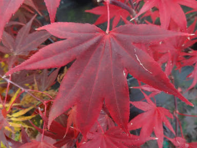 - Acer palmatum 'Emperor 1' Japanese Maple Tree - Mr Maple │ Buy Japanese Maple Trees