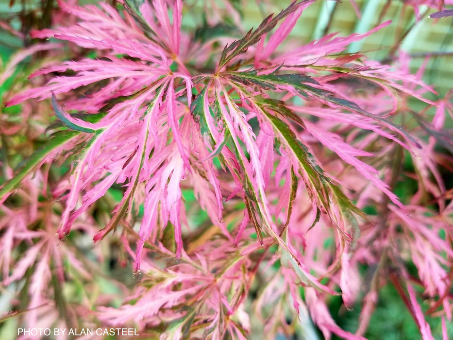 Acer palmatum 'Pink Ballerina' Japanese Maple