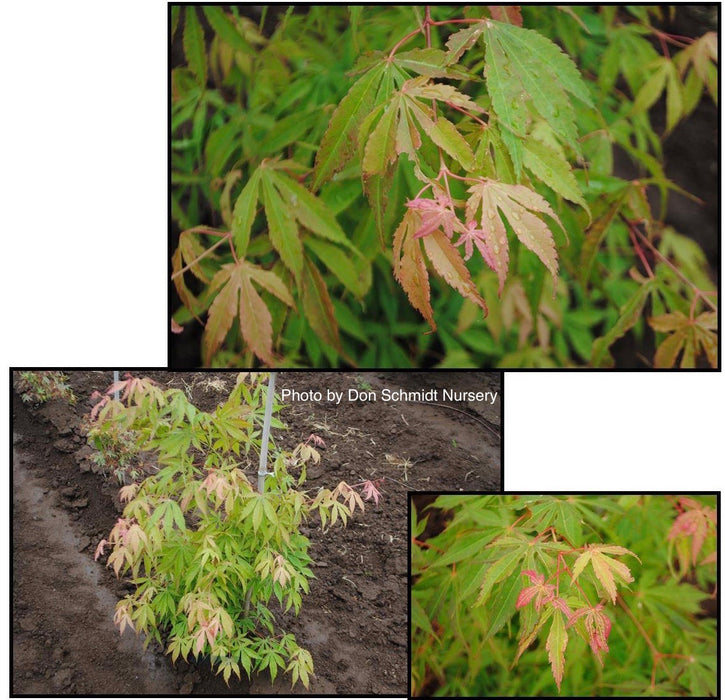 Acer palmatum 'Verkade's Wintergold' Green Bark Japanese Maple