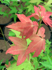 - Acer oliverianum 'Hot Blonde' Golden Japanese Maple - Mr Maple │ Buy Japanese Maple Trees