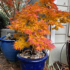 All Available Plants